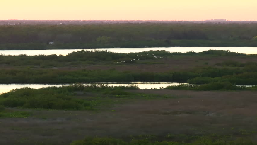 Southern Florida wetlands with white egret wild birds flying over green shrubs between river waters. Aerial view of wildlife in natural habitat