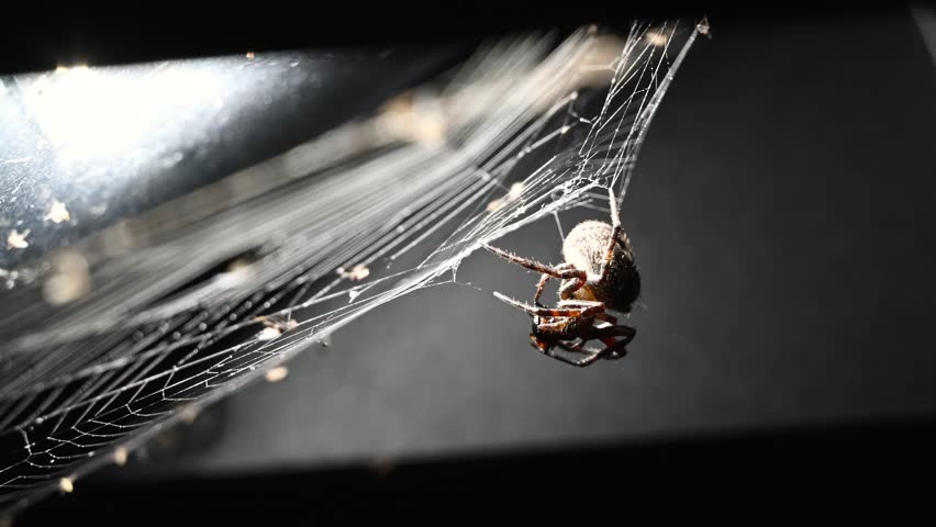A captivating close-up of a spider's twilight hunt, showcasing nature's intricate dance of predator and prey. - Powered by Shutterstock - Get 15% off with code: PIKWIZARD15