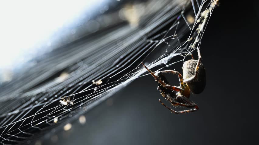 As the sun dips in Ruifang, Taiwan, a spider indulges in a twilight feast within its delicate web, a silent story of survival and artistry.
