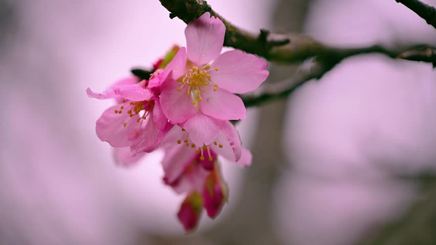 In the serene mountain of Yuchi, Taiwan, spring reveals its charm as cherry blossoms bask in the morning light, dancing softly in the breeze.