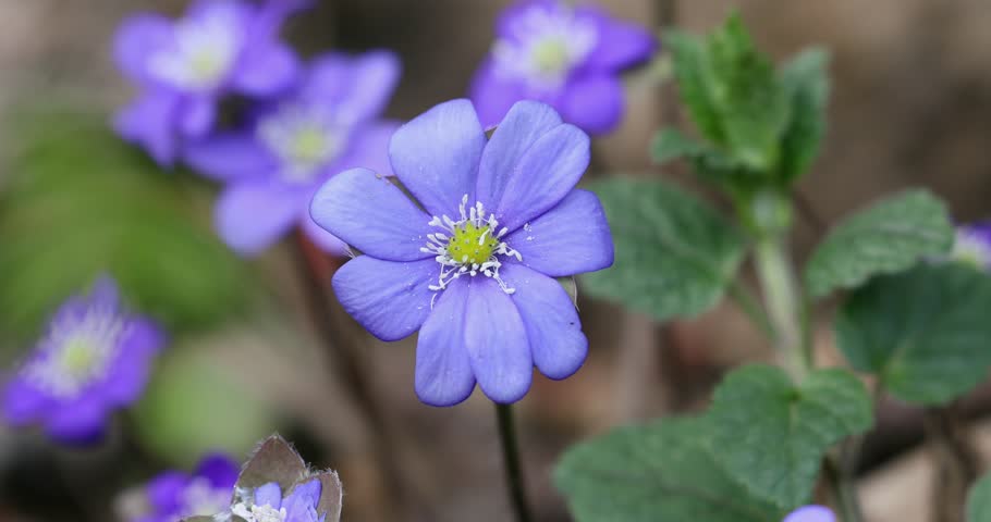Blooming Blue Hepatica Flower in Wild Nature. Spring Time. Hepatica Nobilis. Beautiful Nature Scene