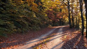 A tranquil autumn pathway in a forest, adorned with colorful leaves and warm sunlight filtering through trees - Powered by Shutterstock - Get 15% off with code: PIKWIZARD15