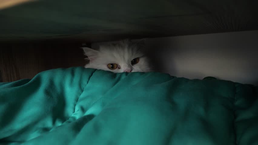 Soft white persian cat playing hide and seek under green blanket, peacefully drifting into relaxed slumber, showcasing playful feline behavior at home