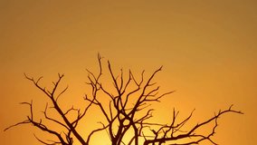 Golden sunrise illuminates a dead tree silhouette in a foggy landscape, creating a dramatic and evocative scene - Powered by Shutterstock - Get 15% off with code: PIKWIZARD15