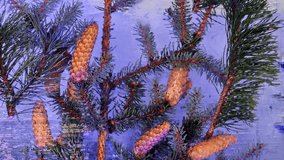 Closeup shot of pine tree branches with pine cones. - Powered by Shutterstock - Get 15% off with code: PIKWIZARD15