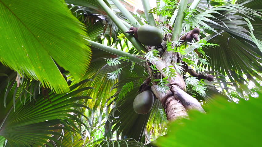 Coco de Mer palm tree with fruits