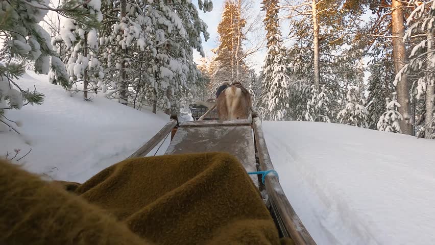Sitting on a sled that is being pulled through a snowy forest in Lapland or Finland. The reindeer is following a person that is leading the group.