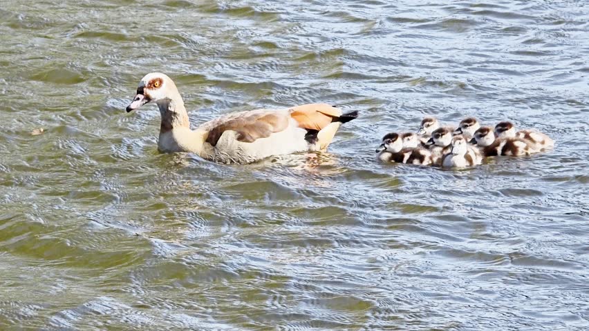 Egyptian Goose swimming with goslings in a lake – wildlife family bonding