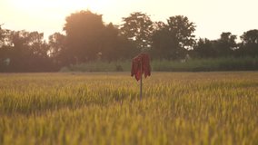 Golden Rice Field with Scarecrow in Warm Evening Light – Rural Landscape and Harvest Season Concept - Powered by Shutterstock - Get 15% off with code: PIKWIZARD15