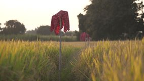Golden Rice Field with Scarecrow in Warm Evening Light – Rural Landscape and Harvest Season Concept - Powered by Shutterstock - Get 15% off with code: PIKWIZARD15