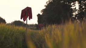 Golden Rice Field with Scarecrow in Warm Evening Light – Rural Landscape and Harvest Season Concept - Powered by Shutterstock - Get 15% off with code: PIKWIZARD15