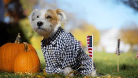 Cute Dog Dressed in Plaid Shirt with Pumpkins and USA Flags in Autumn - Powered by Shutterstock - Get 15% off with code: PIKWIZARD15