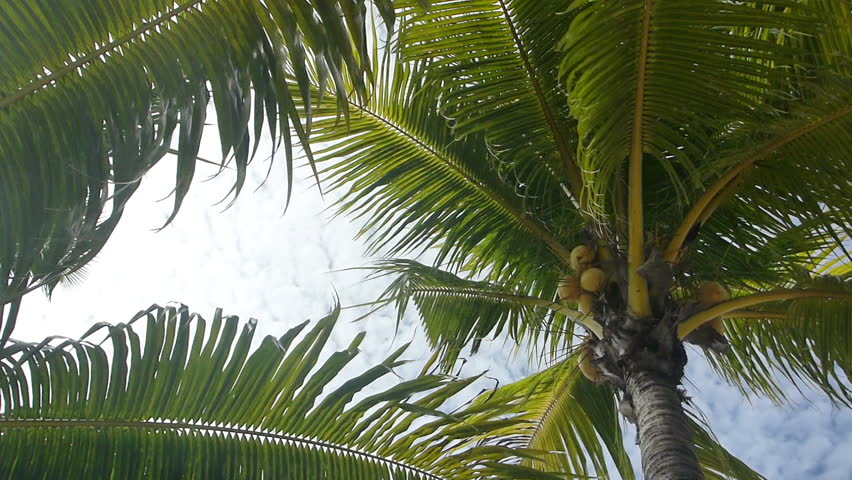 Green palm tree with coconuts, zoom in, high definition video