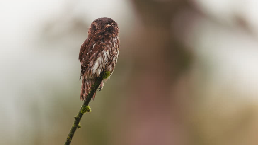 Eurasian pygmy owl on tree branch turns around and flies away, close view