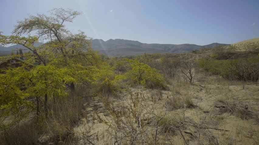 The Dagestan landscape is the Sarykum sand dune with acacia trees and rare shrubs. Background with plains and small hills and mountains in the distance