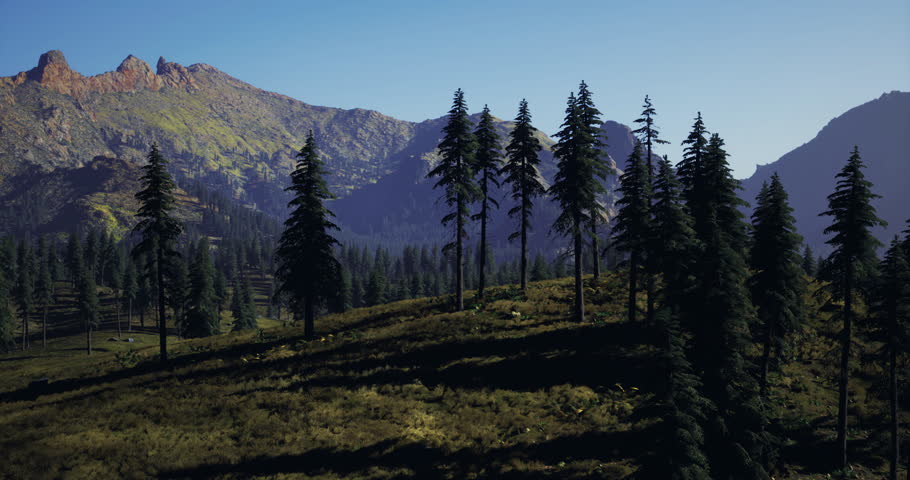 Pine trees stand tall on a grassy hillside under a clear blue sky. Rugged mountains rise in the background as sunlight illuminates the serene landscape.