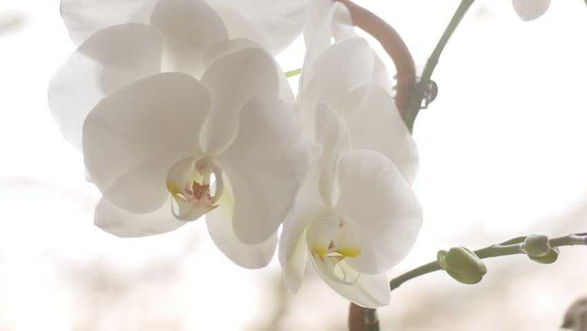 Elegant white orchid flowers with yellow and pink centers are gracefully presented against a soft, bright background, their delicate petals appearing to dance in a gentle breeze.
