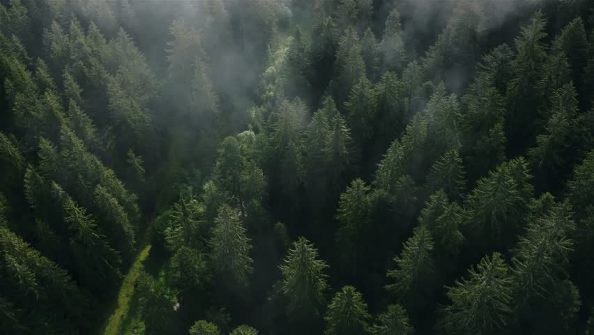 Shutterstock Video