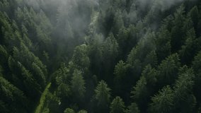 Drone aerial video with the fog running over pine trees in Black Forest, Germany
 - Powered by Shutterstock - Get 15% off with code: PIKWIZARD15