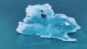 Grey Seal Resting On Ice Floe In Jokulsarlon, South Iceland. static drone shot - Powered by Shutterstock - Get 15% off with code: PIKWIZARD15