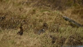 Handheld clip of ruff birds Calidris pugnax performing an elaborate mating display in grassland during spring in northern Norway - Powered by Shutterstock - Get 15% off with code: PIKWIZARD15