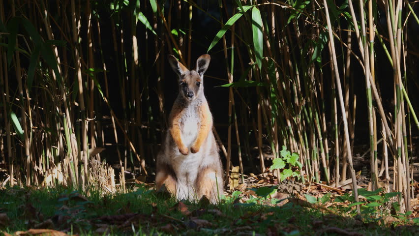 The yellow-footed rock wallaby (Petrogale xanthopus) or ring-tailed rock-wallaby, animal in the family Macropodidae.
