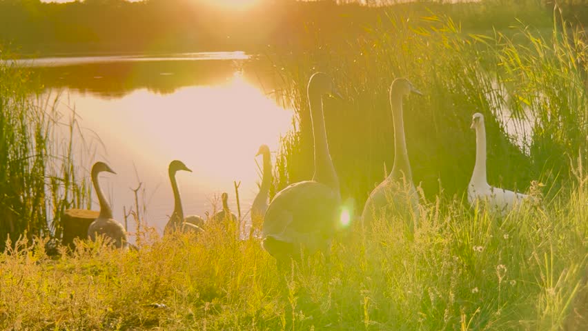 The poetry of nature in one frame, Evening peace with swans by the water, Soft sunlight touching the lake