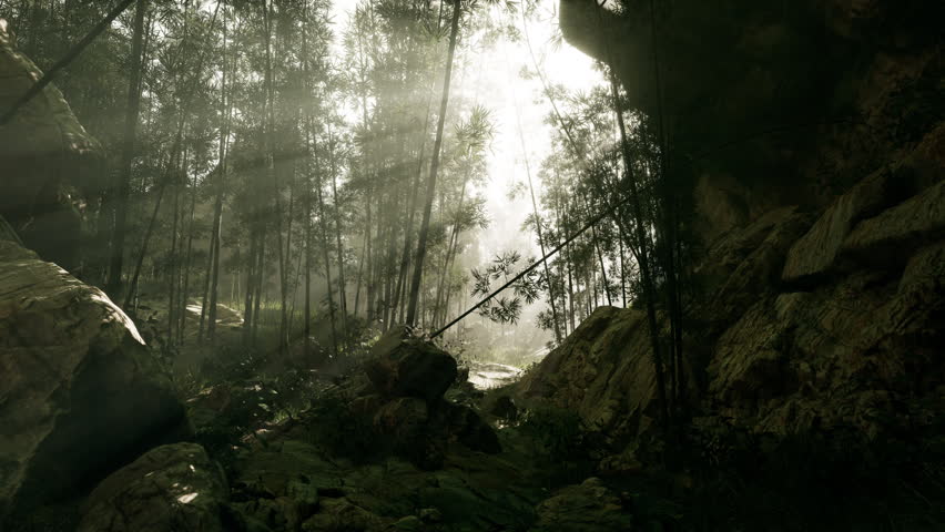 A forest filled with lots of trees and rocks