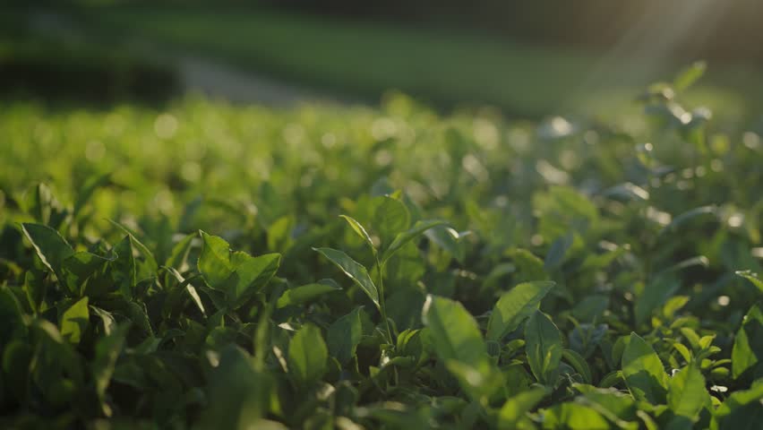 A gentle hand caresses fresh green tea leaves bathed in the golden light of a sunrise, capturing a serene moment of connection with nature. Sunlit Fresh Green Leaves in Lush Garden at Morning Light