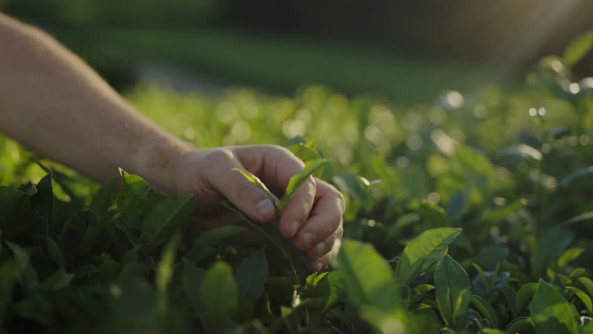 A gentle hand caresses fresh green tea leaves bathed in the golden light of a sunrise, capturing a serene moment of connection with nature. Sunlit Fresh Green Leaves in Lush Garden at Morning Light
