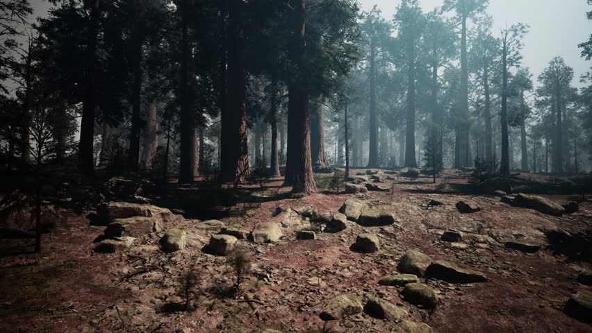 lush sequoia forest abundant with towering trees and rugged rocks.