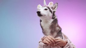 A husky wearing a unicorn headband forms a heart shape with its paws against a bright pink and blue background. The pose reflects its playful and affectionate demeanor. - Powered by Shutterstock - Get 15% off with code: PIKWIZARD15