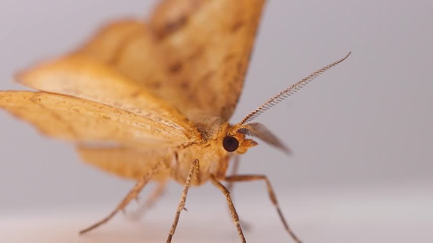 Moth Resting in the Darkness Macro Shot
