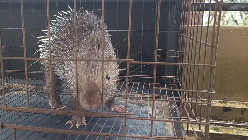 Landak Jawa or The Javan Porcupine (Hystrix javanica) is an endemic animal of Indonesia that has its own uniqueness, namely sharp spines on its body.