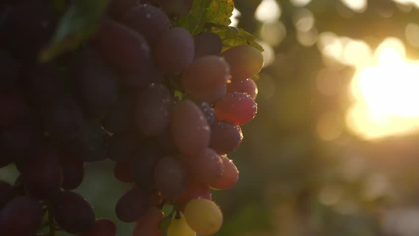 Closeup of fresh ripe red grapes in a vineyard against sunrise sunlight