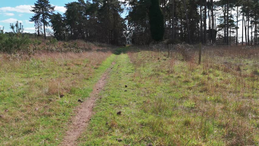 Lonely forest path in Elveden, UK, with grassy track and light through trees