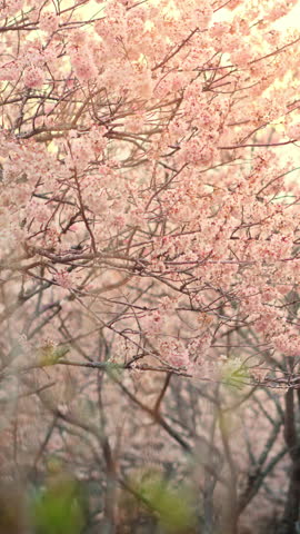 Pink Sakura flowers cherry blossom in full bloom in soft spring light, Sakura blossoming season in Japan, Beautiful nature spring background with a branch of blooming sakura, sunset