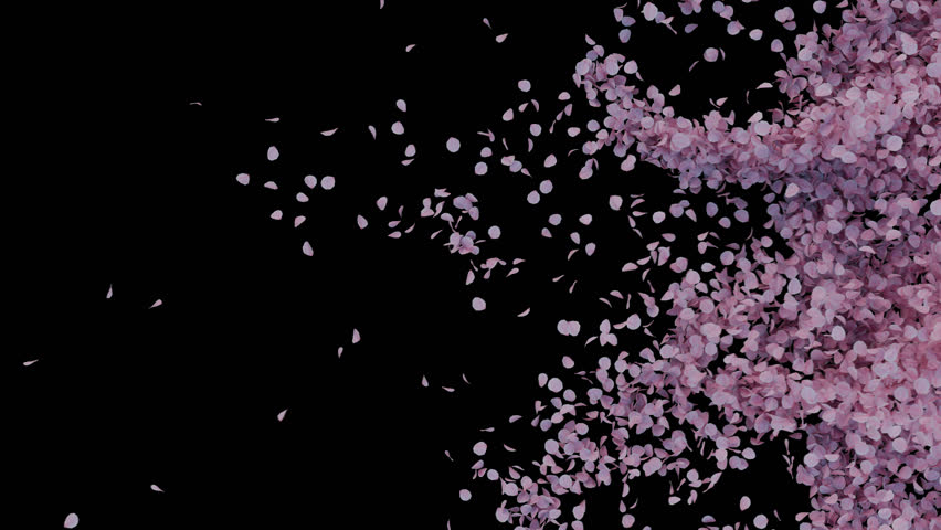 Cherry blossom petals fade softly. 3D render. Gentle cherry blossom transition on transparent alpha.