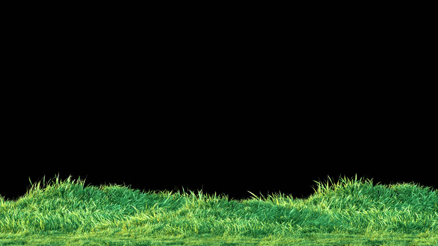 Swaying grass flows with breeze. 3D render. Continuous grass swing in wind on transparent alpha.