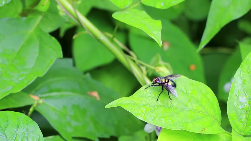 Green shiny fly on foliage in the tropical jungle forest in Chiang Mai Amphoe Mueang Chiang Mai Thailand in Southeastasia Asia.