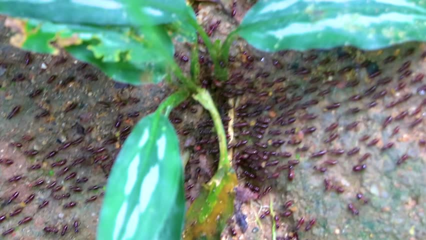 Lots of red ants insects termites on the red jungle soil in Chiang Mai Amphoe Mueang Chiang Mai Thailand in Southeastasia Asia.