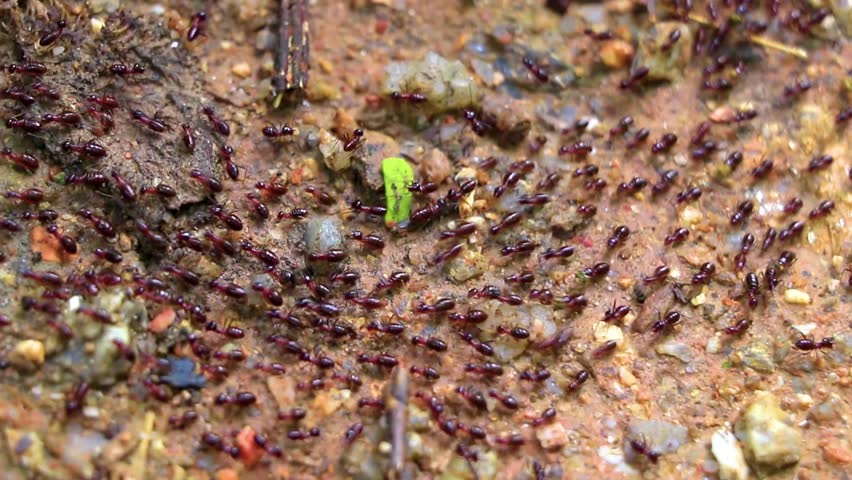 Lots of red ants insects termites on the red jungle soil in Chiang Mai Amphoe Mueang Chiang Mai Thailand in Southeastasia Asia.