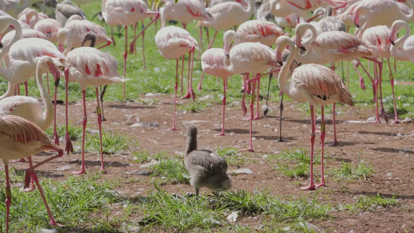Mixed flock of Greater and Lesser Flamingos walking across grassy landscape, chick in foreground