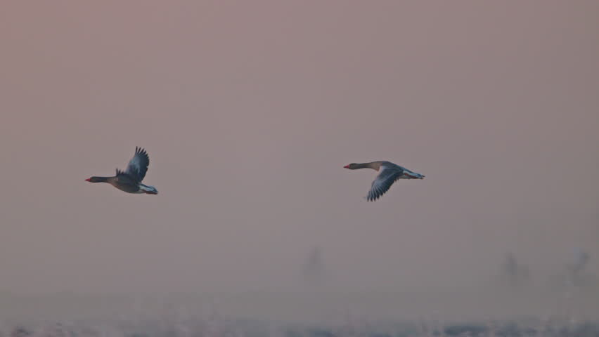 Couple of large fowl fly by misty landscape in morning, slomo tracking shot