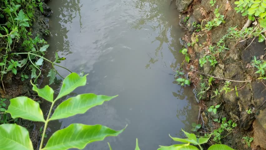 Irrigation water flow for rice fields with grass on the edges at Pamekasan, Indonesia