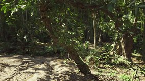 A winding dirt path meanders through dense vegetation in the Peruvian rainforest, showcasing vibrant plant life and dappled sunlight filtering through the trees. - Powered by Shutterstock - Get 15% off with code: PIKWIZARD15