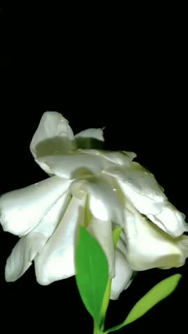 Tanjung Melati White Gardania Flower is very suitable to be used as decoration at home, office, or other places. 
This flower is also often used as a flower of respect or gift for special people.