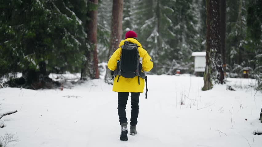 Loneliness and solitude, back view of male tourist walking alone in forest. Backpacking and hiking in nature in weekend, local tourism in woodland, rear view of hiker, ecologist or explorer traveling
