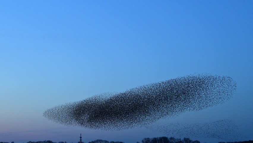 Starling birds murmuration in the sky during sunset at the end of a winter day. Huge groups of starlings (Sturnidae) in the sky that move in shape-shifting clouds before the night. 