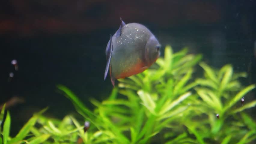 Red-bellied piranha is in the aquarium swimming calmly